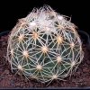 Coryphantha_impexicoma